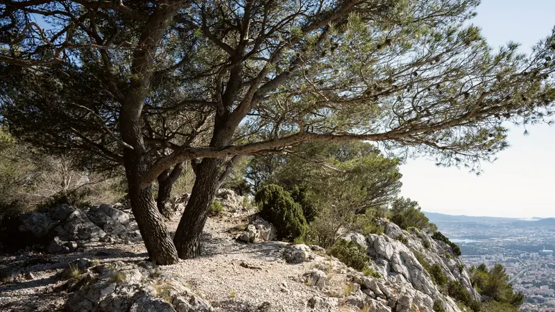 Pins aux troncs tordus au bord d'un sentier caillouteux et rocheux dominant une ville côtière provençale