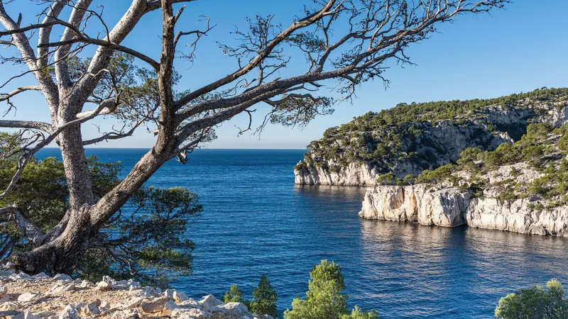 Sentier rocailleux sous un pin d'Alep, avec vue sur une calanque aux falaises calcaires blanches
